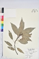 青剛櫟、鐵椆藏品圖，第1張