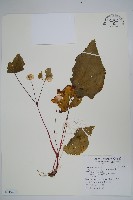 岩生秋海棠藏品圖，第1張