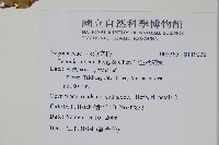 岩生秋海棠藏品圖，第2張