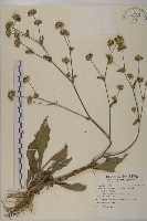 地膽草、毛蓮菜藏品圖，第1張