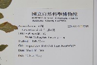 野莧菜藏品圖，第2張