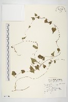 野牽牛藏品圖，第1張