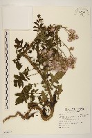 飛機草藏品圖，第1張