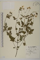 大花咸豐草藏品圖，第1張