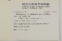 大花咸豐草藏品圖，第2張