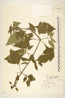 豨薟藏品圖，第1張