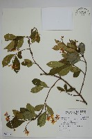 絡石藏品圖，第1張