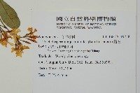 絡石藏品圖，第2張