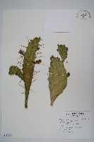 仙人掌藏品圖，第1張