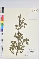 多花油柑、白仔藏品圖，第1張