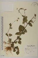 紫花霍香薊藏品圖，第1張