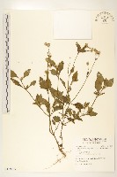 貓腥草藏品圖，第1張