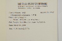 小葉藜藏品圖，第2張