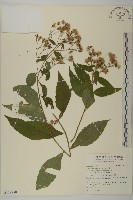 山白蘭藏品圖，第1張