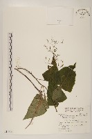 山苦藚、假福王草藏品圖，第1張