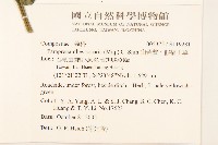 山苦藚、假福王草藏品圖，第2張