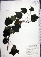 漢氏山葡萄藏品圖，第1張