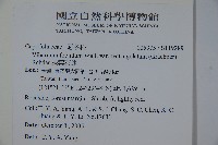 狹葉莢迷藏品圖，第2張