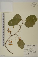 大葉南蛇藤藏品圖，第1張