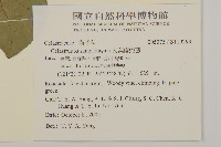 大葉南蛇藤藏品圖，第2張