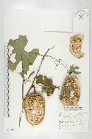 槭葉括摟藏品圖，第1張