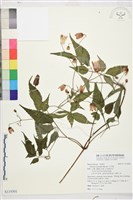 小木通藏品圖，第1張