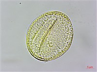 小木通藏品圖，第1張