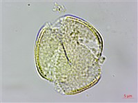 小木通藏品圖，第2張