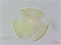 小木通藏品圖，第3張