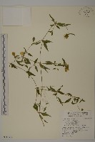 狗筋蔓藏品圖，第1張