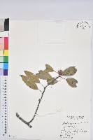 赤柯、赤椆、森氏櫟藏品圖，第1張