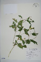 黃花鳳仙花藏品圖，第1張