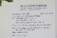 黃花鳳仙花藏品圖，第2張