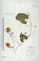 斑花青牛膽藏品圖，第1張