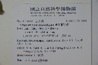 著生珊瑚樹藏品圖，第2張