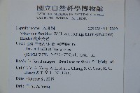 狹葉莢迷藏品圖，第2張