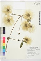 華中鐵線蓮藏品圖，第2張