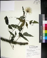 華中鐵線蓮藏品圖，第1張