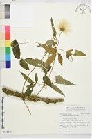 華中鐵線蓮藏品圖，第2張