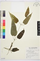 亨利氏鐵線蓮藏品圖，第1張