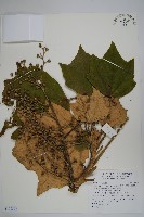 華參、裡白八角金盤藏品圖，第1張