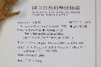 華參、裡白八角金盤藏品圖，第5張