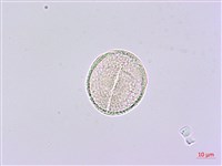 華參、裡白八角金盤藏品圖，第2張