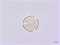 華參、裡白八角金盤藏品圖，第4張