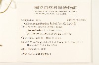 粗毛小米菊藏品圖，第2張