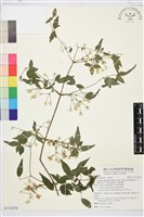 梨山小蓑衣藤藏品圖，第1張