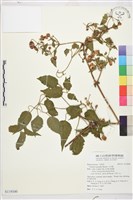 小木通藏品圖，第1張