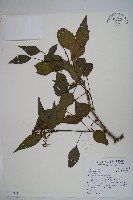 臺灣常春藤藏品圖，第1張