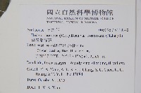 臺灣常春藤藏品圖，第2張