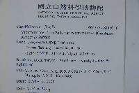 狹葉莢迷藏品圖，第2張